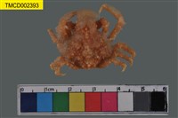 藏品(窄小并額蟹)的圖片